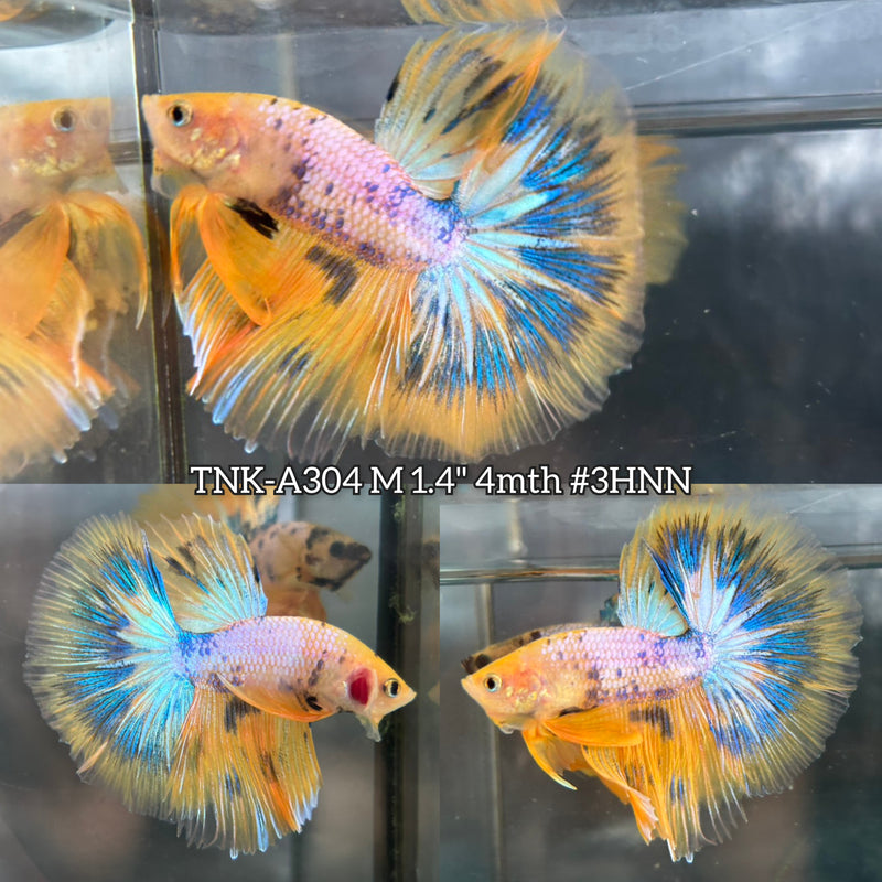 Live Male Betta Fancy Yellow Marble Over Halfmoon (TNK-A304) S139 High quality What you see What you get!!