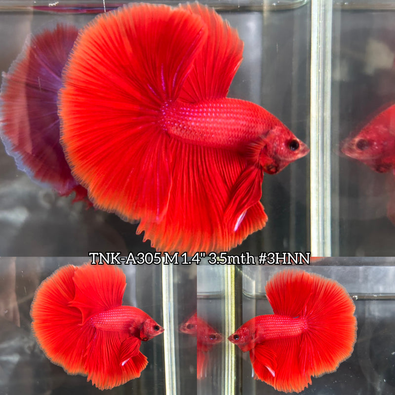 Live Male Betta Super Red Solid Color Over Halfmoon (TNK-A305) S141 High quality What you see What you get!!