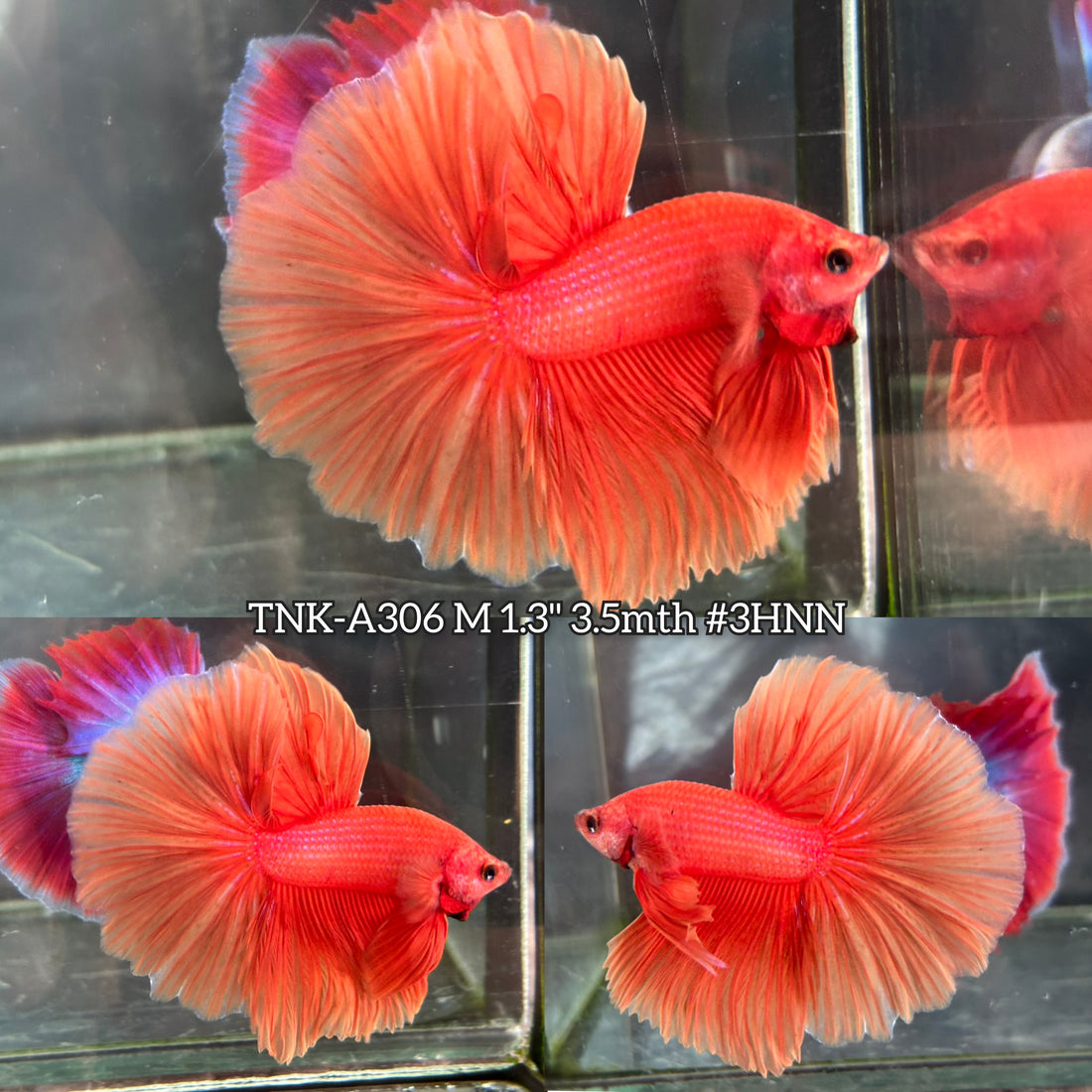 Live Male Betta Super Orange Solid Color Over Halfmoon (TNK-A306) High quality What you see What you get!!