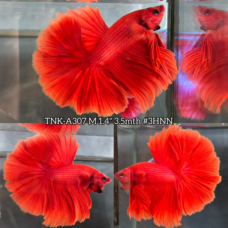Live Male Betta Super Red Solid Color Over Halfmoon (TNK-A307) High quality What you see What you get!!