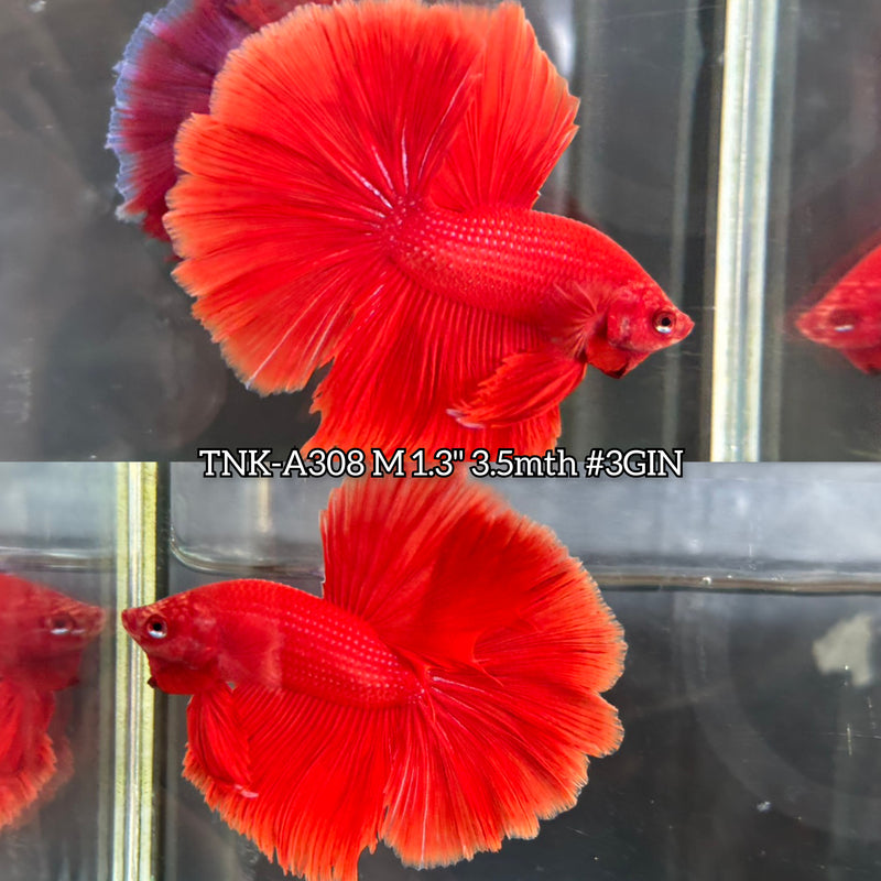 Live Male Betta Super Red Solid Color Over Halfmoon (TNK-A308) High quality What you see What you get!!