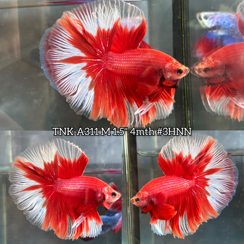 Live Male Betta Fancy Red Colors Over Halfmoon (TNK-A311) S287 High quality What you see What you get!!