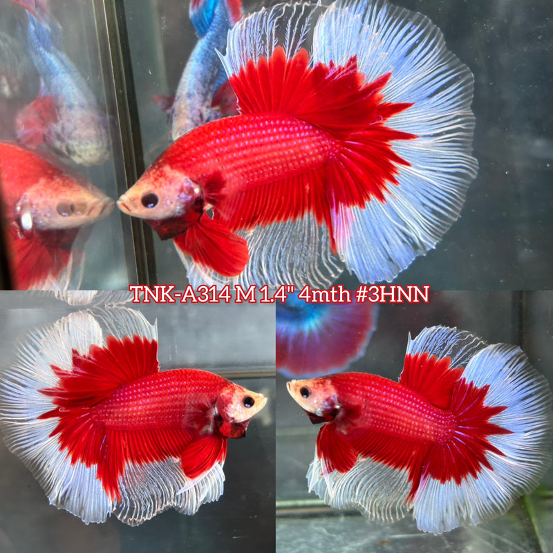Live Male Betta Red Butterfly Halfmoon (TNK-A314) S357 High quality What you see What you get!!