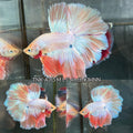 Live Male Betta Fancy Light Pastel Colors Over Halfmoon Rosetail (TNK-A315) High quality What you see What you get!!
