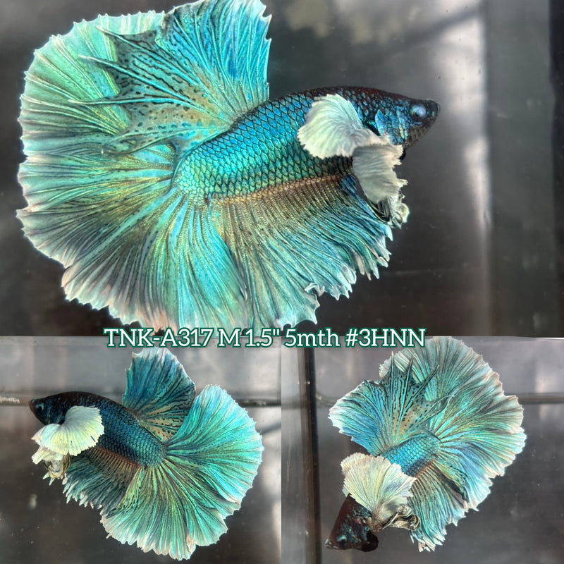 Live Male Betta Classic Green Morrakot Dumbo big ear Halfmoon (TNK-A317) High quality What you see What you get!!
