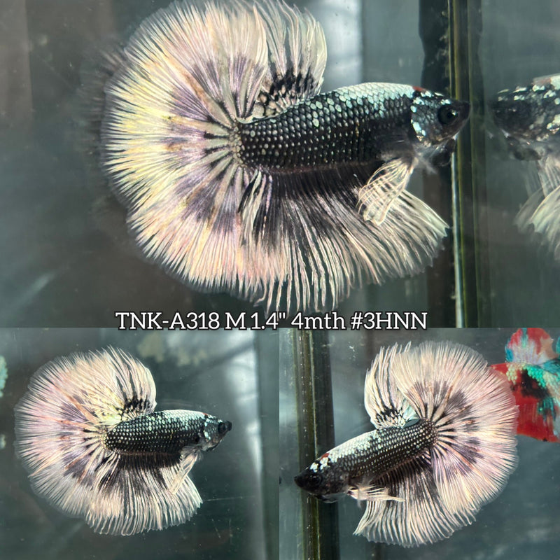 Live Male Betta Fancy Copper Scale Over Halfmoon (TNK-A318) S359 High quality What you see What you get!!