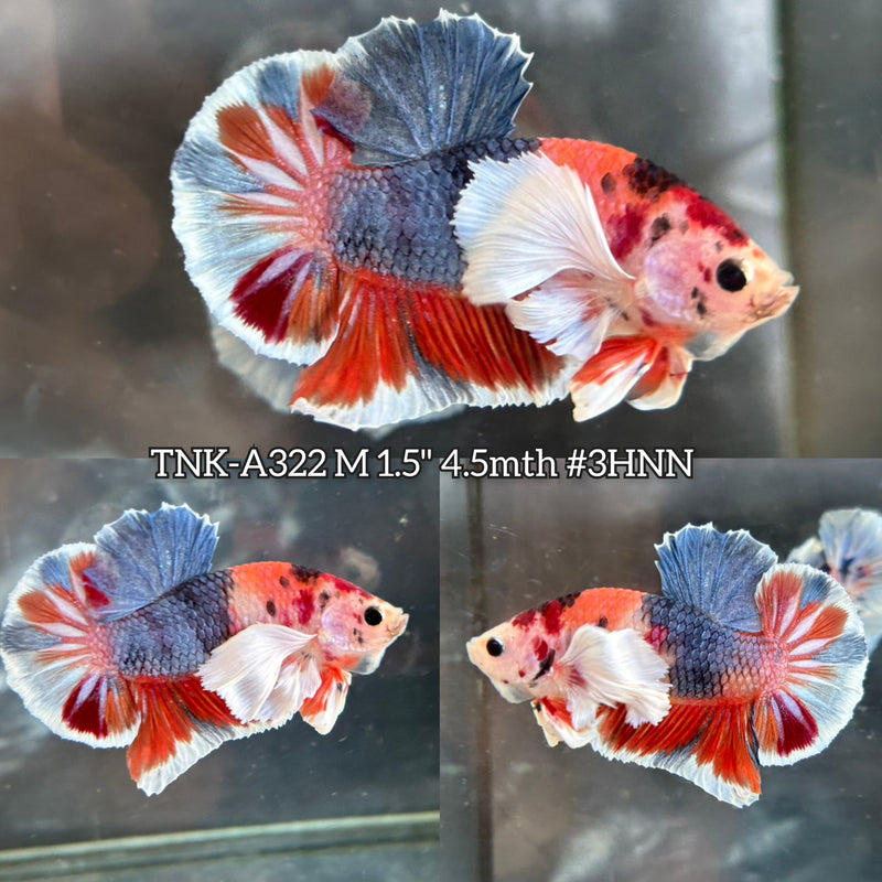 Live Male Betta Orange Nemo Koi Dumbo big ear Plakat (TNK-A322) S138 High quality What you see What you get!!