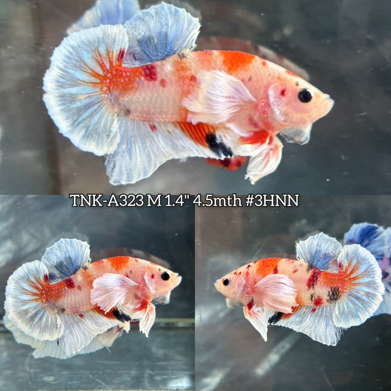 X Live Male Betta Orange Koi Dumbo big ear Plakat (TNK-A323) S209 High quality What you see What you get!!