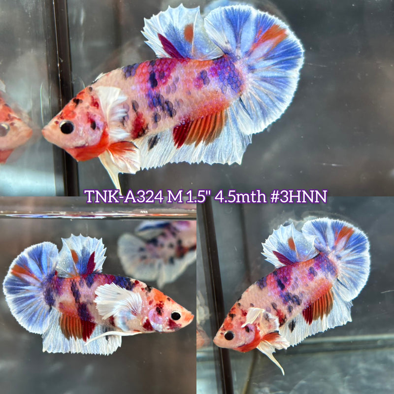 Live Male Betta Candy Marble Dumbo big ear Plakat (TNK-A324) High quality What you see What you get!!