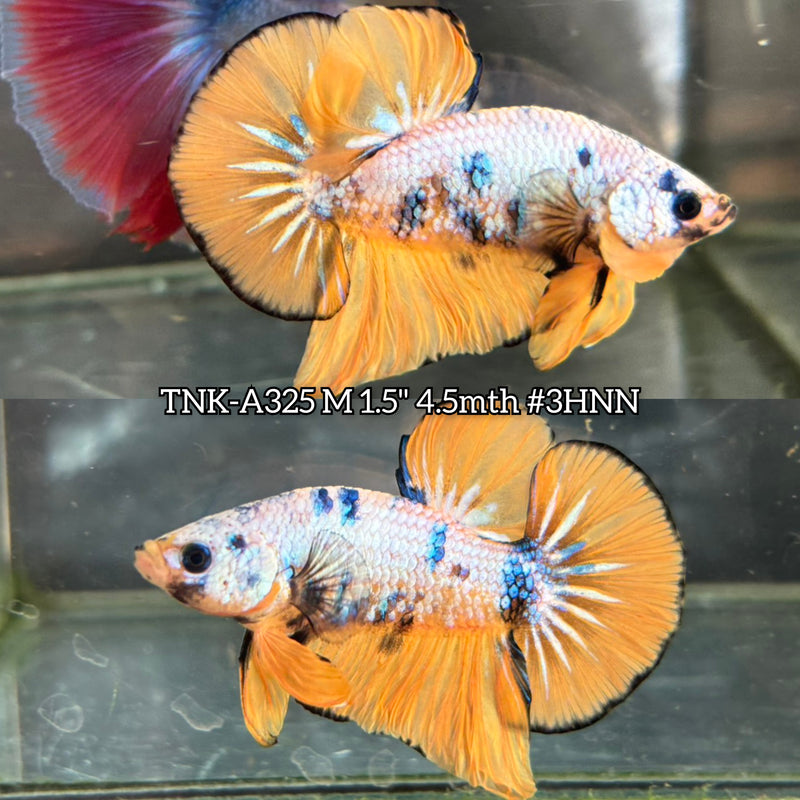 Live Male Betta Fancy Yellow Marble Plakat (TNK-A325) S278 High quality What you see What you get!!