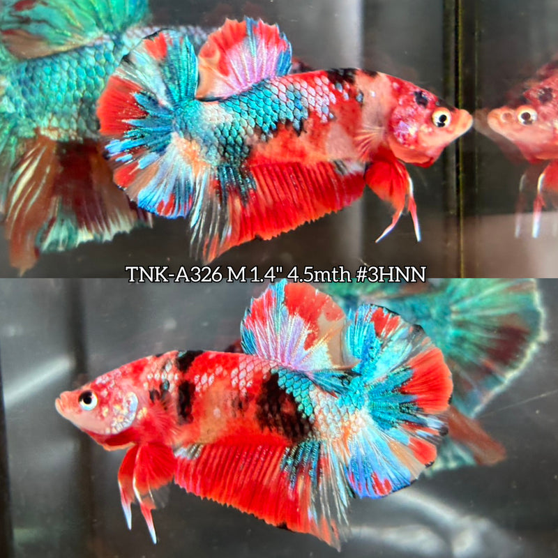 Live Male Betta Red Galaxy Koi Plakat (TNK-A326) S282 High quality What you see What you get!!