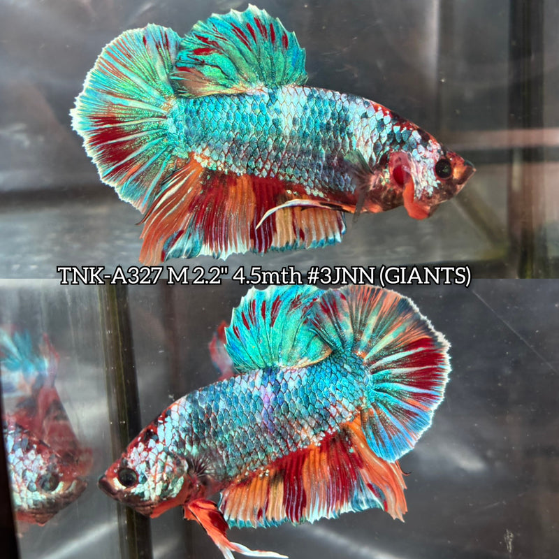 Live Male Betta Fancy Marble Mixed colors Giants Plakat (TNK-A327) High quality What you see What you get!!
