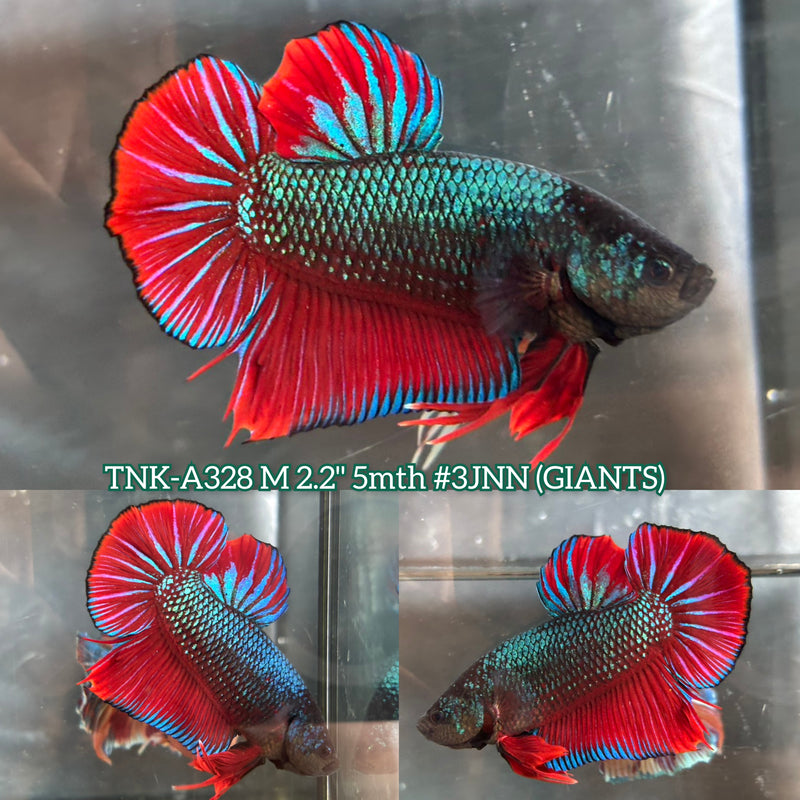 Live Male Betta Red Green Morrakot Retro Colors Giants Plakat (TNK-A328) S350 High quality What you see What you get!!
