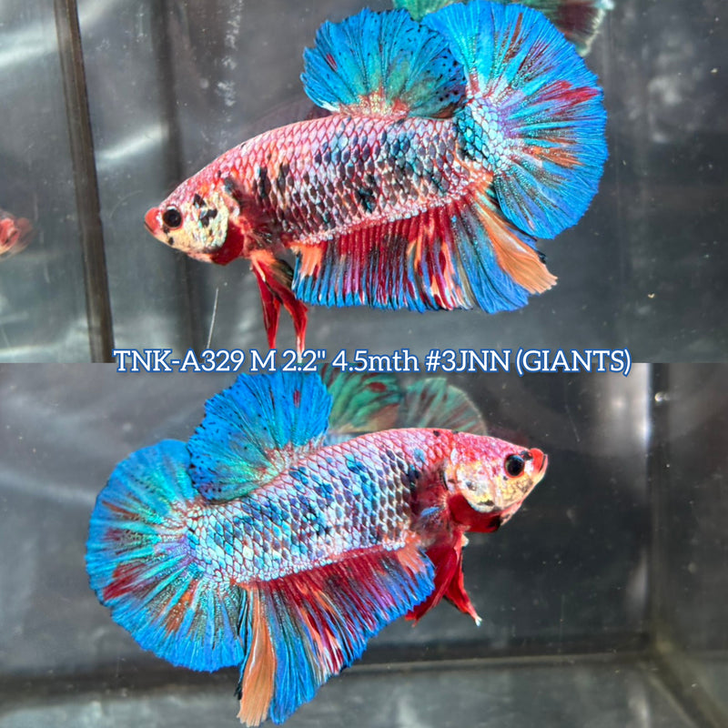 Live Male Betta Fancy Marble mixed colors Giants Plakat (TNK-A329) S059 High quality What you see What you get!!