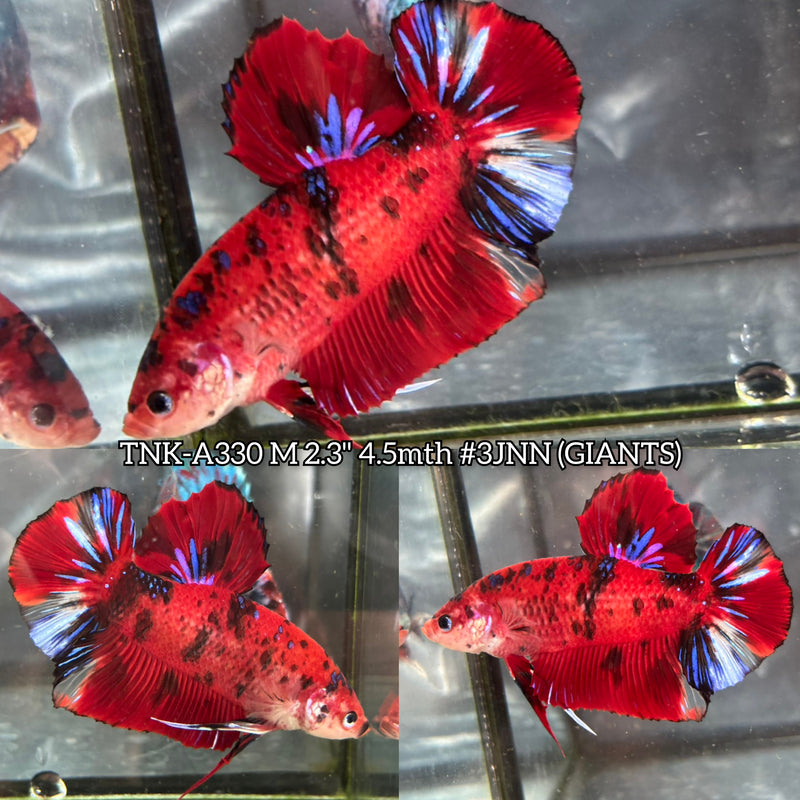 Live Male Betta Red Galaxy Koi Giants Plakat (TNK-A330) S131 High quality What you see What you get!!