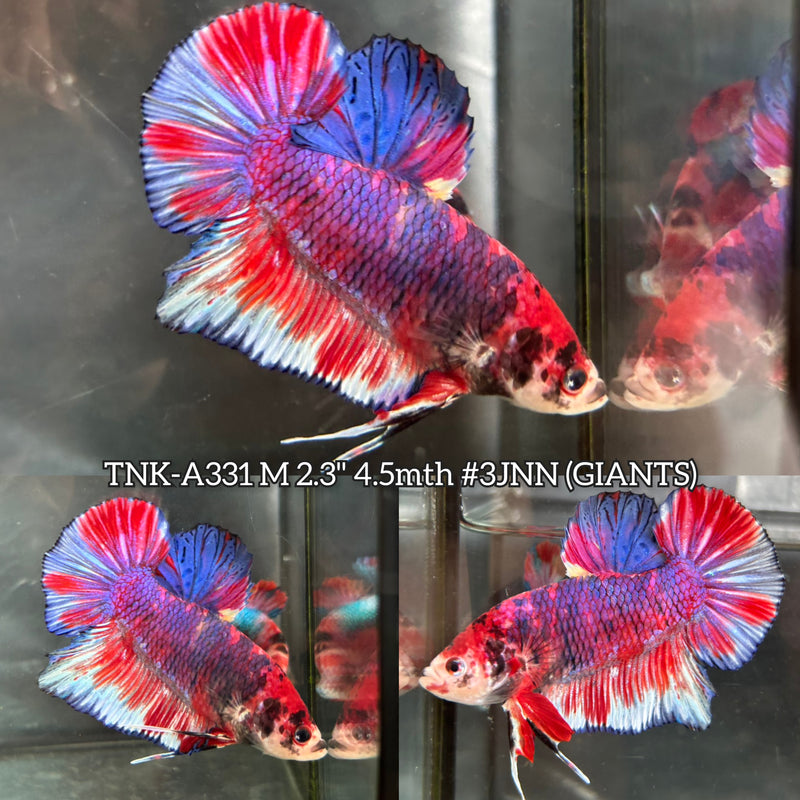 Live Male Betta Fancy Koi Giants Plakat (TNK-A331) S132 High quality What you see What you get!!