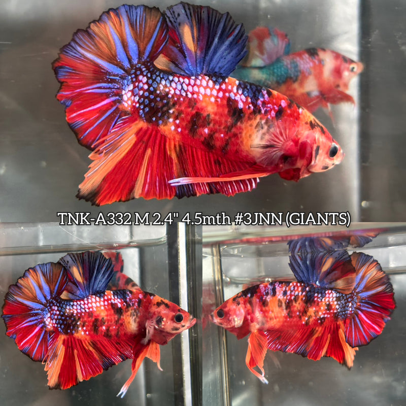 Live Male Betta Galaxy Nemo Giants Plakat (TNK-A332) High quality What you see What you get!!