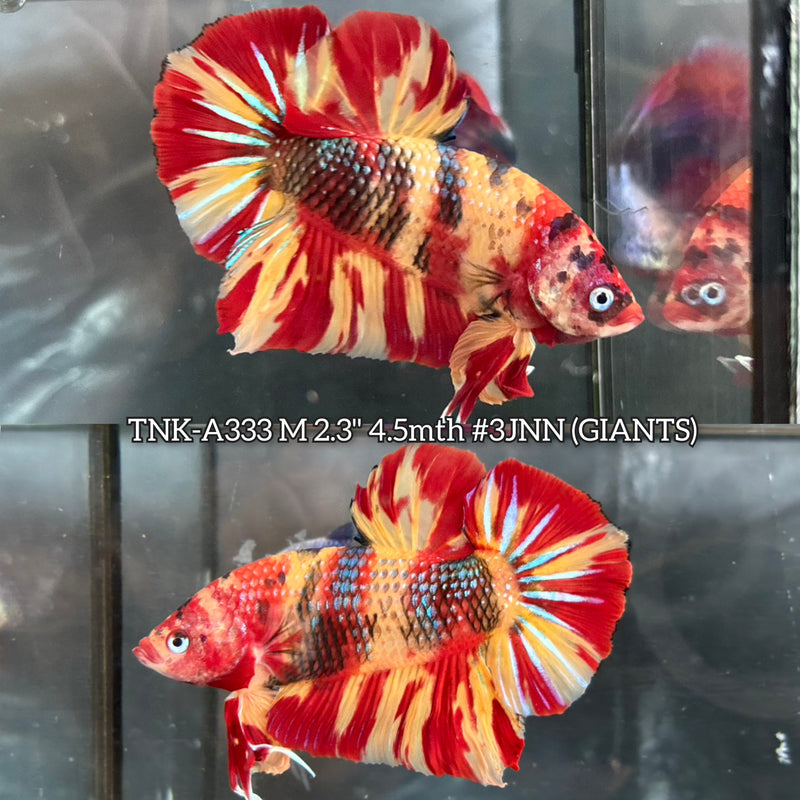 Live Male Betta Red Yellow Leopard Pattern Giants Plakat (TNK-A333) High quality What you see What you get!!