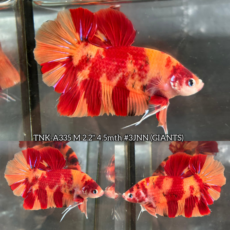 Live Male Betta Nemo Fire Two tone Giants Plakat (TNK-A335) High quality What you see What you get!!