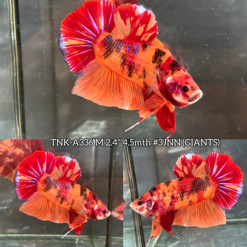 Live Male Betta Orange Nemo Koi Giants Plakat (TNK-A336) S273 High quality What you see What you get!!