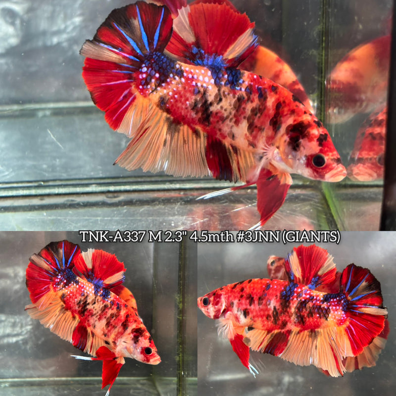 Live Male Betta Nemo Koi metallic Giants Plakat (TNK-A337)  S274 High quality What you see What you get!!