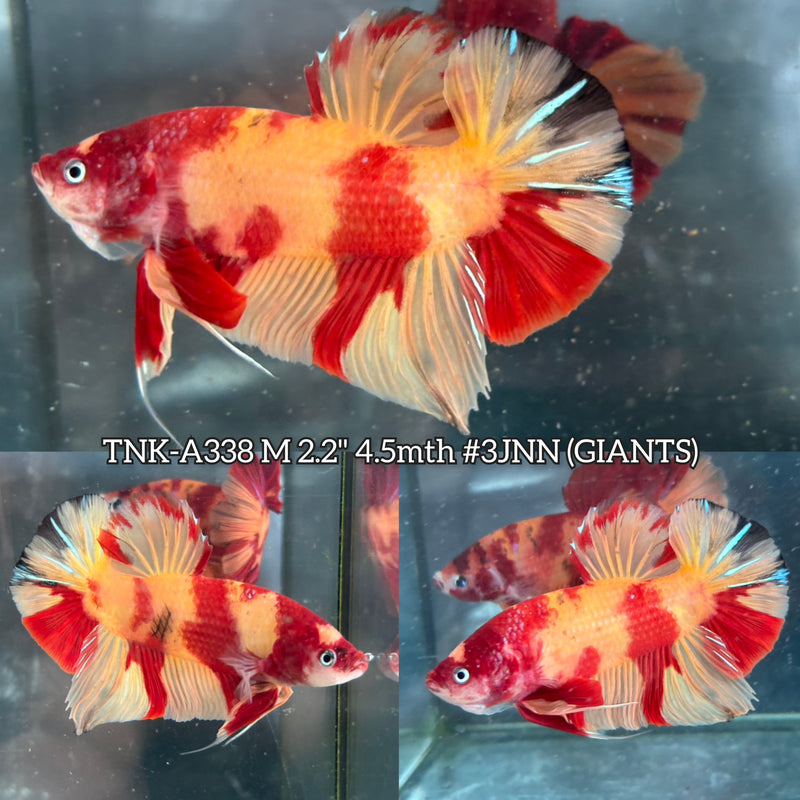 Live Male Betta Red Yellow Leopard Pattern Giants Plakat (TNK-A338) High quality What you see What you get!!