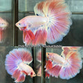 Live Male Betta Fancy Pink Light Pastel Colors Over Halfmoon (TNK-A339) High quality What you see What you get!!