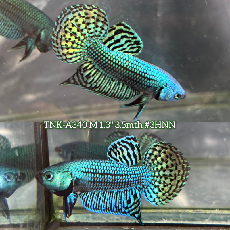 Live Male Betta Green Alien Hybrid Wild Plakat (TNK-A340) S275 High quality What you see What you get!!