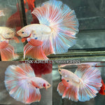 Live Male Betta Fancy Light Pastel Colors Over Halfmoon (TNK-A341) High quality What you see What you get!!