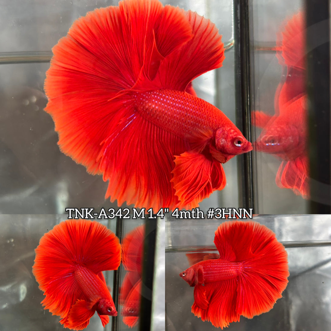 Live Male Betta Super Red Solid Color Over Halfmoon (TNK-A342) High quality What you see What you get!!