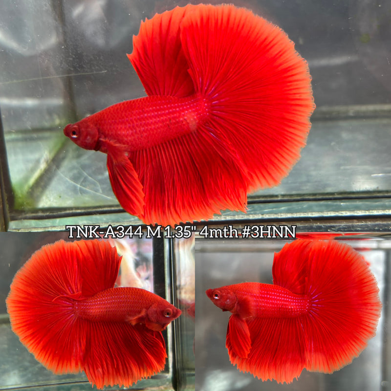 Live Male Betta Super Red Solid Color Halfmoon (TNK-A344) S277 High quality What you see What you get!!