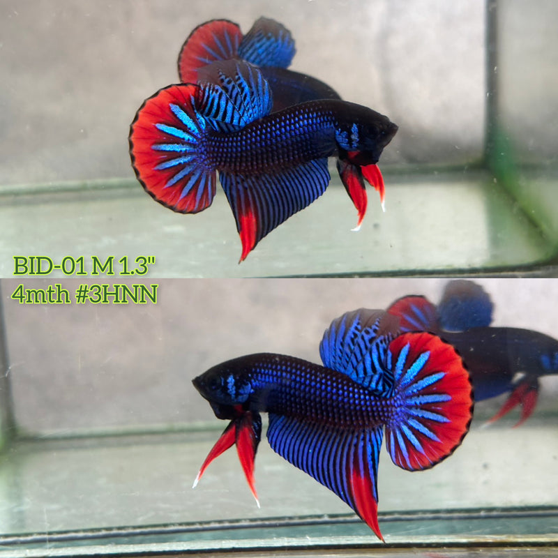 Live Male Betta Blue Red colors Imbellis wild Plakat (BID-01) High quality What you see What you get!!