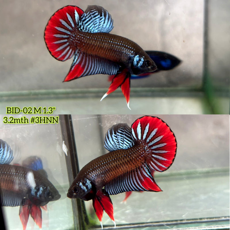 Live Male Betta Gray Red  colors Imbellis hybrid wild Plakat (BID-02) High quality What you see What you get!!