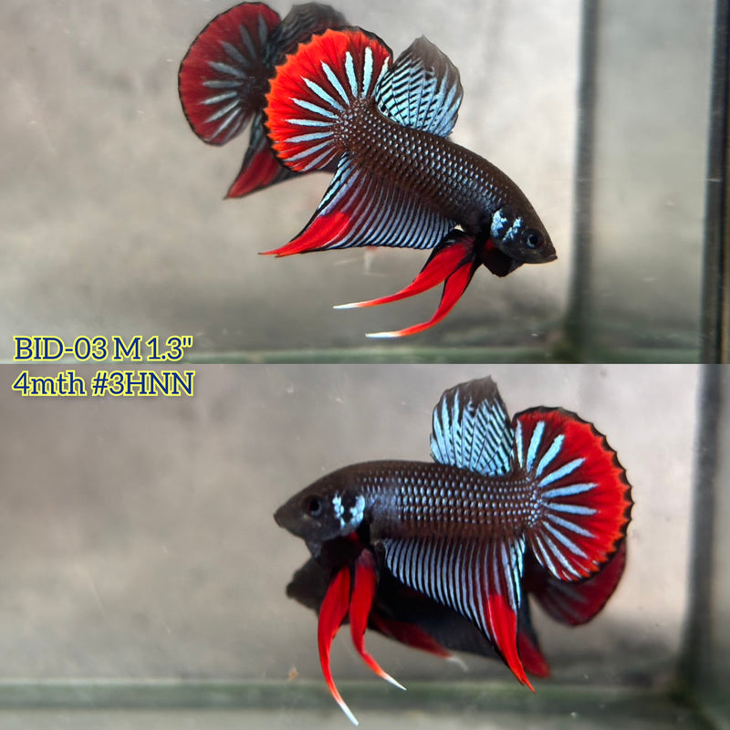 Live Male Betta Gray Red  colors Imbellis hybrid wild Plakat (BID-03) High quality What you see What you get!!