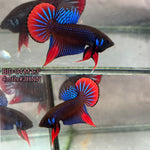 Live Male Betta Blue Red  colors Imbellis wild Plakat (BID-04)S193✔️ High quality What you see What you get!!