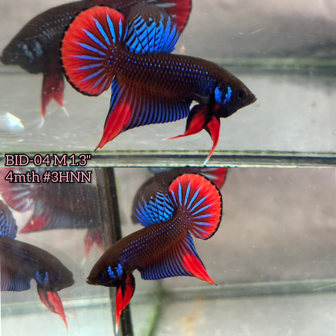Live Male Betta Blue Red  colors Imbellis wild Plakat (BID-04)S193✔️ High quality What you see What you get!!