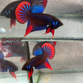 Live Male Betta Blue Red  colors Imbellis wild Plakat (BID-04)S193✔️ High quality What you see What you get!!
