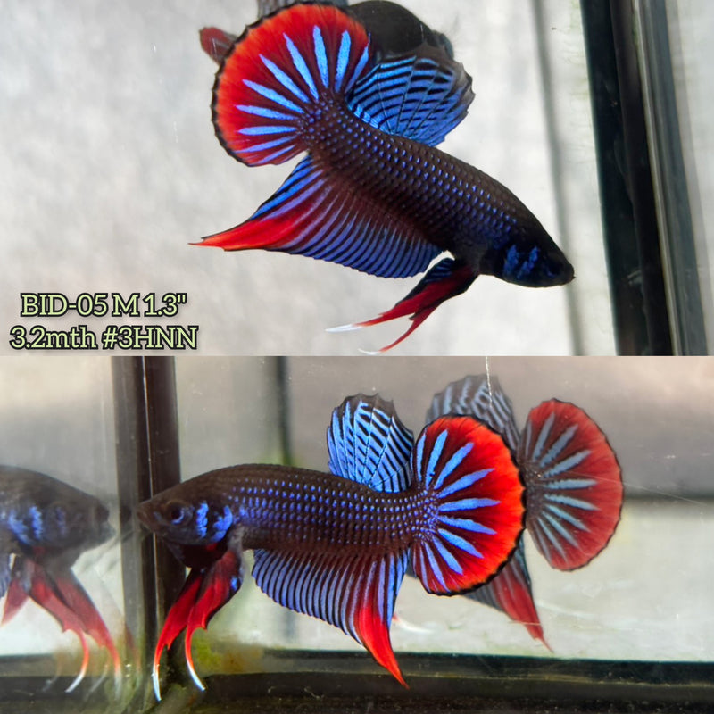 Live Male Betta Blue Red  colors Imbellis wild Plakat (BID-05) High quality What you see What you get!!