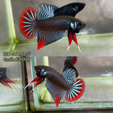Live Male Betta Gray Red  colors Imbellis hybrid wild Plakat (BID-06)CLEARANCE High quality What you see What you get!!