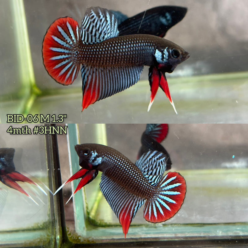 Live Male Betta Gray Red  colors Imbellis hybrid wild Plakat (BID-06) High quality What you see What you get!!