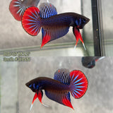 Live Male Betta Blue Red  colors Imbellis wild Plakat (BID-07) High quality What you see What you get!!