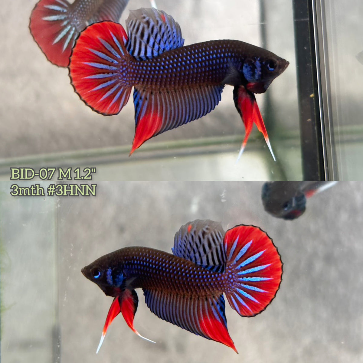 Live Male Betta Blue Red colors Imbellis wild Plakat (BID-07) High