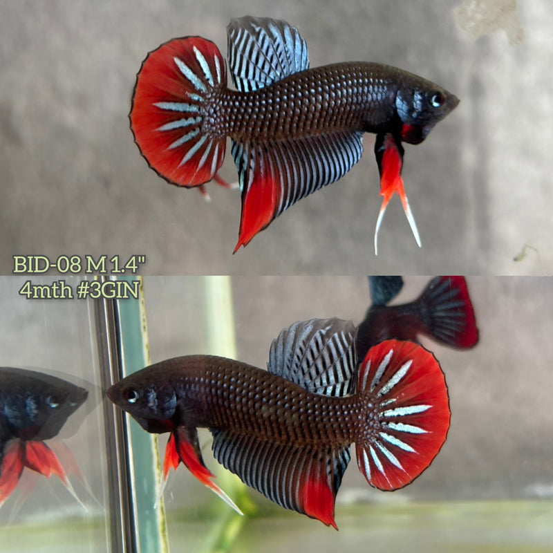 Live Male Betta Gray Red  colors Imbellis hybrid wild Plakat (BID-08) High quality What you see What you get!!
