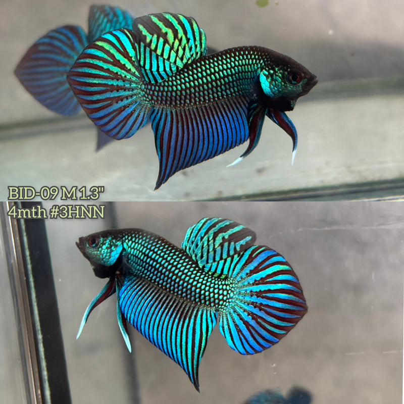 Live Male Betta Green Original Mahachai wild Plakat (BID-09) High quality What you see What you get!!