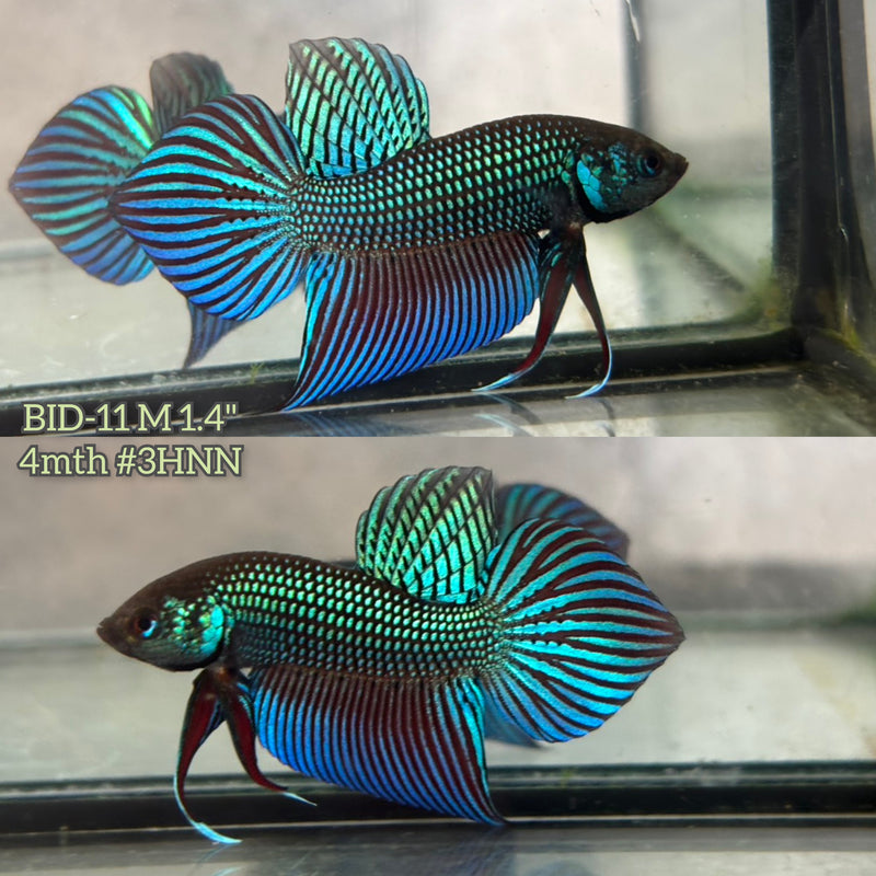 Live Male Betta Green Original Mahachai wild Plakat (BID-11) S256 High quality What you see What you get!!