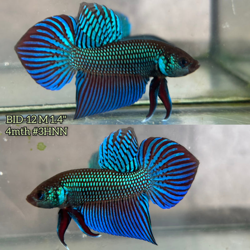 Live Male Betta Green Original Mahachai wild Plakat (BID-12) S255 High quality What you see What you get!!