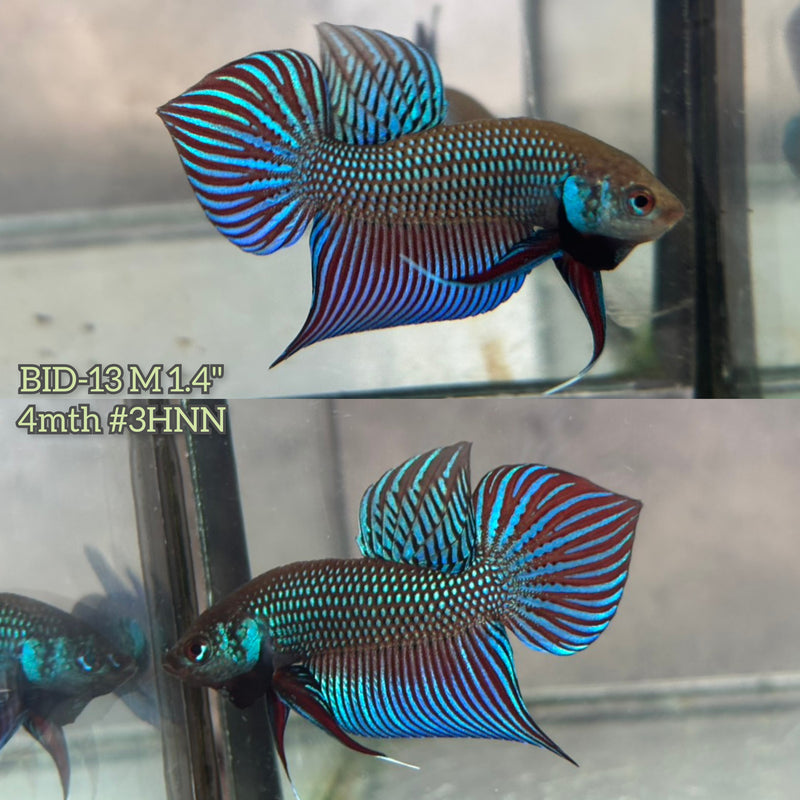 Live Male Betta Green Original Mahachai wild Plakat (BID-13) S019 High quality What you see What you get!!