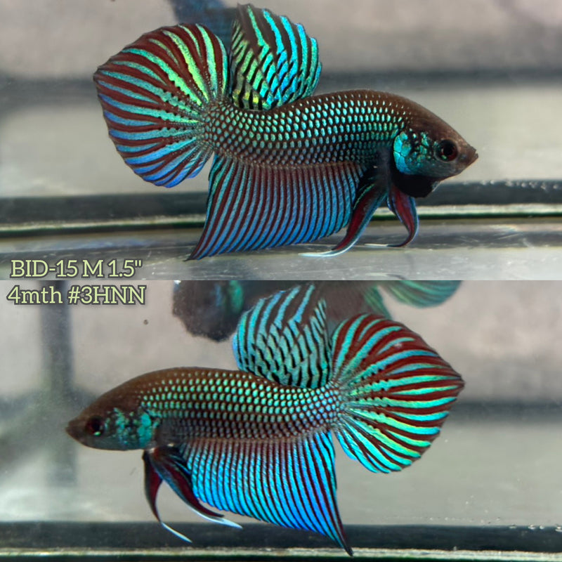 Live Male Betta Green Original Mahachai wild Plakat (BID-15) High quality What you see What you get!!