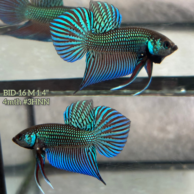 Live Male Betta Green Original Mahachai wild Plakat (BID-16) S310 High quality What you see What you get!!