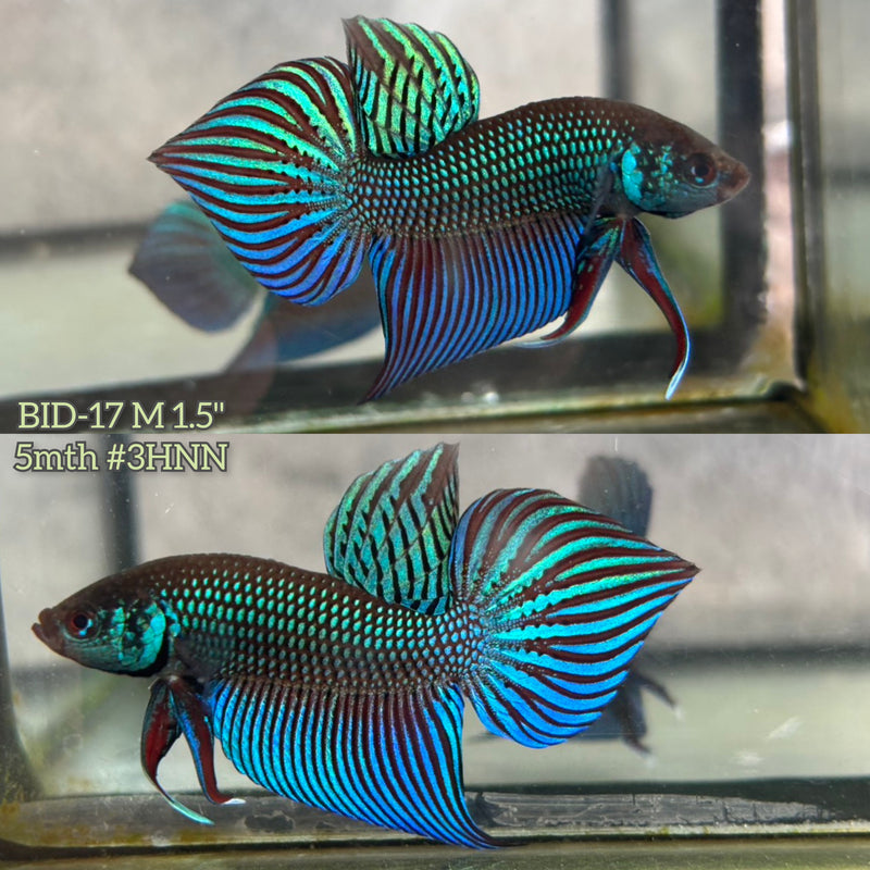 Live Male Betta Green Original Mahachai wild Plakat (BID-17) S309 High quality What you see What you get!!